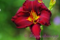 Лилейник 'Блэк Эммануэль' / Hemerocallis 'Black Emanuelle'