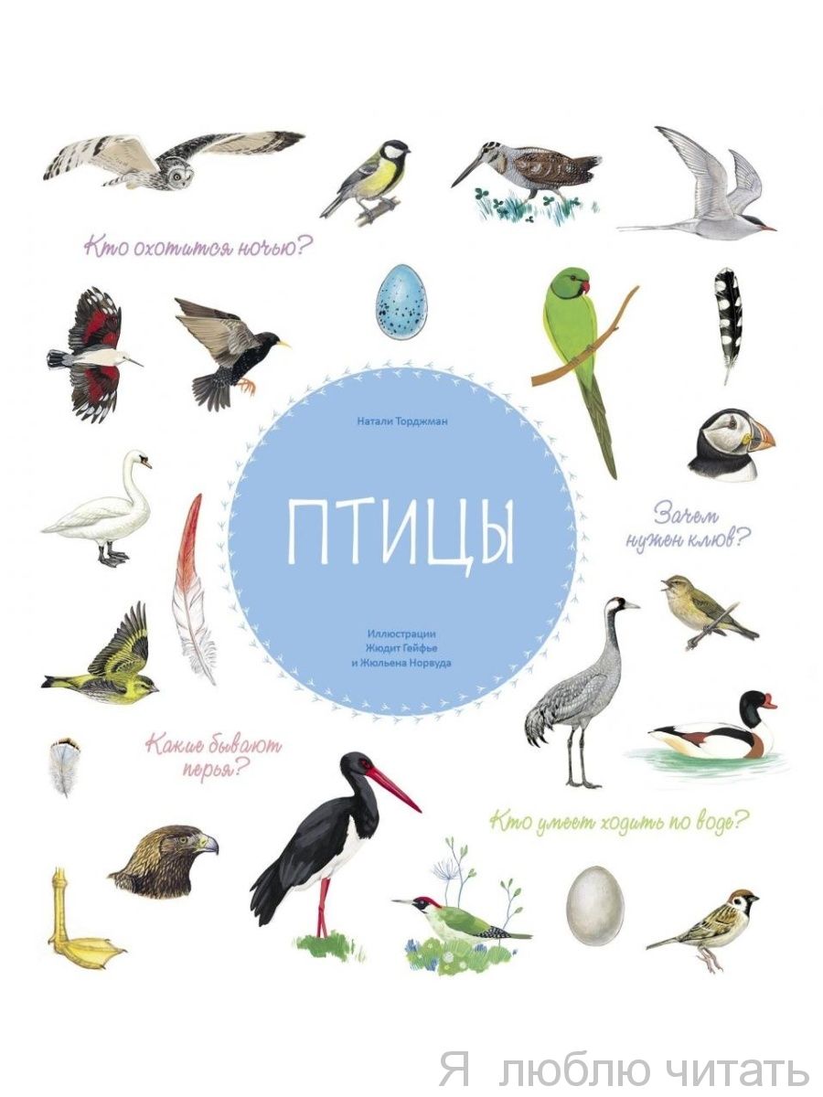 Птицы