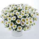 аргирантемум everest