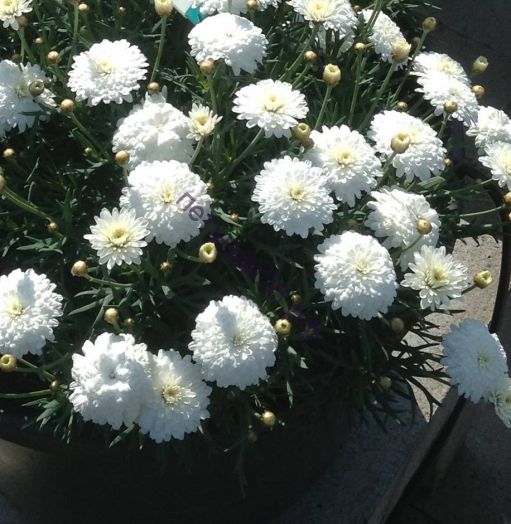 аргирантемум madeira™ double white