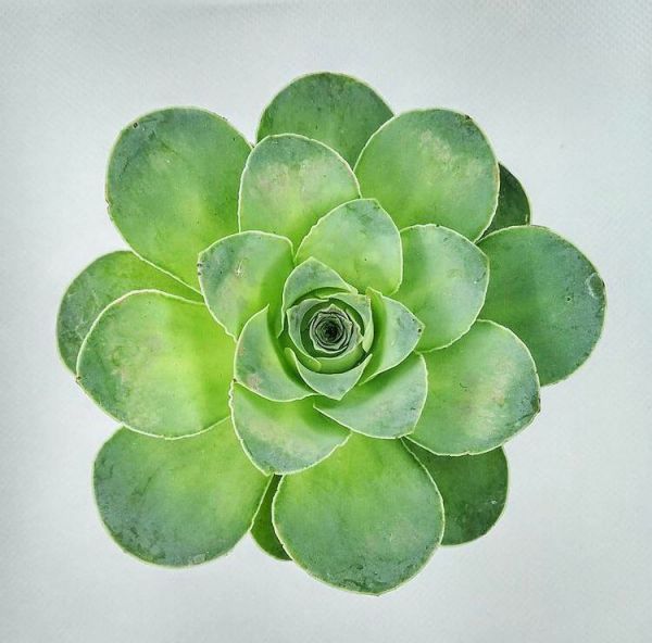 Greenovia diplocycla (Гриновия Диплоциклум)