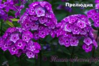 Флокс 'Прелюдия' / Phlox 'Preludia'