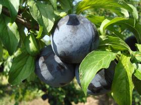 Слива Блек Амбер (Black Amber)