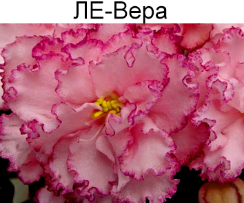 ЛЕ-Вера  НОВИНКА