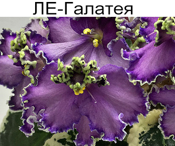 ЛЕ-Галатея (Е. Лебецкая)