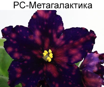 РС-Метагалактика (С.Репкина)