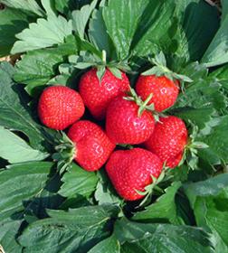 Галя Чив саженцы клубники (Galia Civ Strawberry)