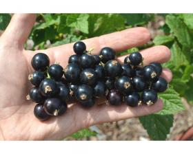 Бона cмородина  (Bona Blackcurrant)