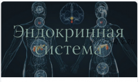 [AnatomyEducation] Модуль 10. Эндокринная система (Эдгар Кафаров)