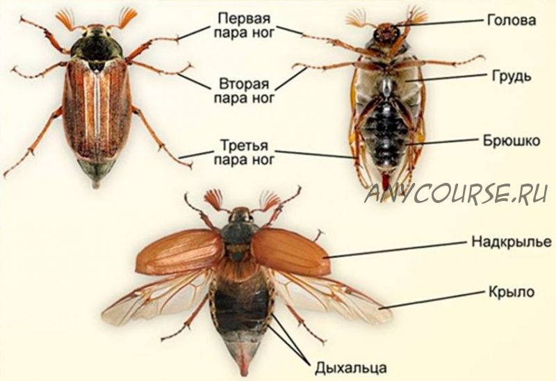 Майский жук. Melolontha. Хрущ мраморный. Polyphylla alba. Экспонат №?6 и 7 (Анастасия Голенева)