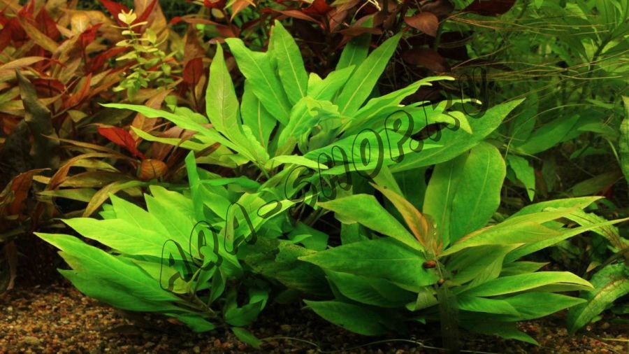 Гигрофила Лимонник Компакт (Hygrophila Corymbosa "compact")