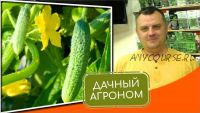 [Дачный агроном] Огуречный Курс