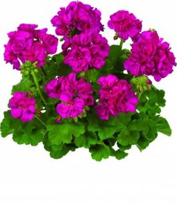Пеларгония зональная Toscana Trend Neon Blue
