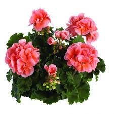 Пеларгония зональная Toscana Dolce Vita Emma Salmon