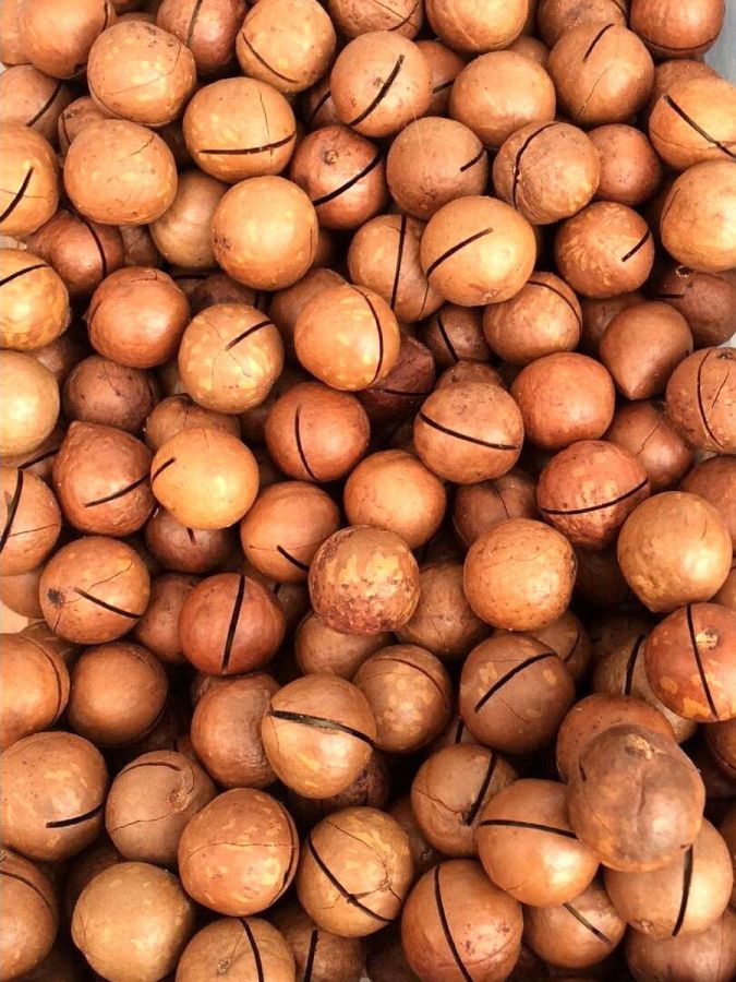 Макадамия 5А крупная в скорлупе