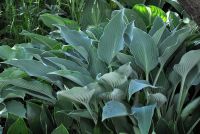 Хоста 'Блу Эрроу' /  Hosta 'Blue Arrow'