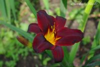 Лилейник 'Бэмби Блэки' / Hemerocallis 'Bamboo Blacke'