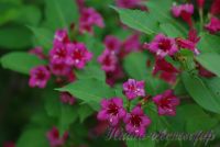 Вейгела гибридная Бристоль Руби / Weigela hybrida Bristol Ruby