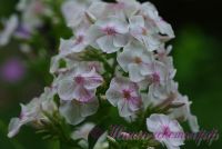 Флокс 'Розовая Паутинка' / Phlox 'Rozovay Pautinka'