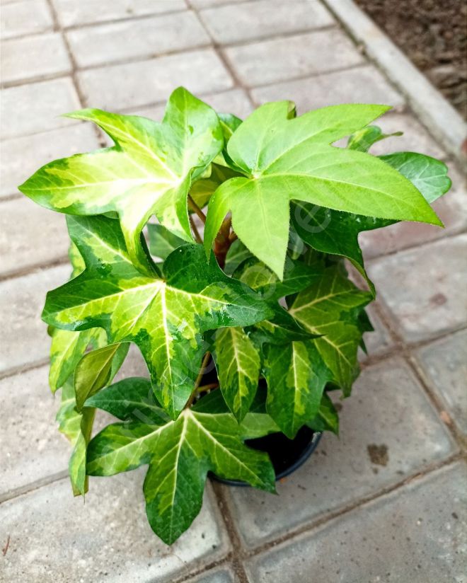 Фатсхедера Золотистая