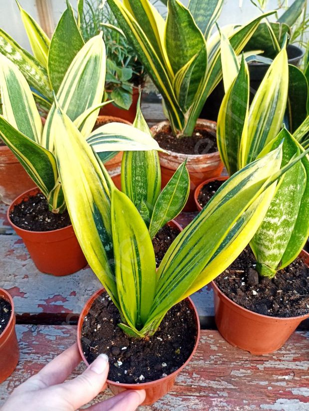 Сансевиерия Golden Flame