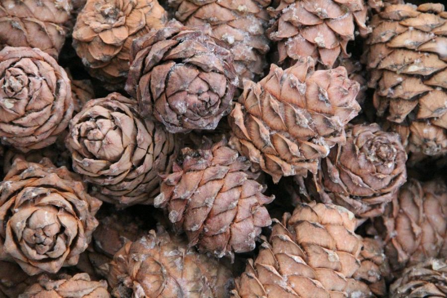 Кедровые шишки