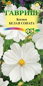 Космея дваждыперистая Белая соната (Гавриш)