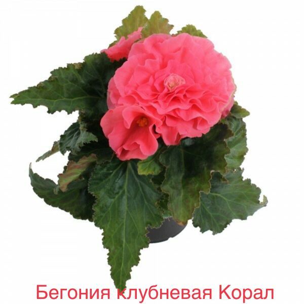 Бегония клубневая Корал