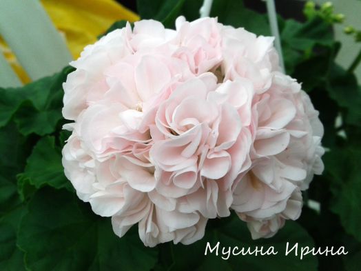 Шёлк Лебёдушка № 2415