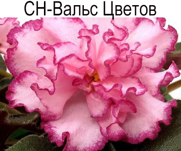 СН-Вальс Цветов  (Н.Сорокина)