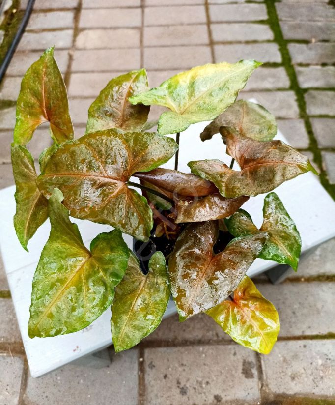 Сингониум Aron Brown