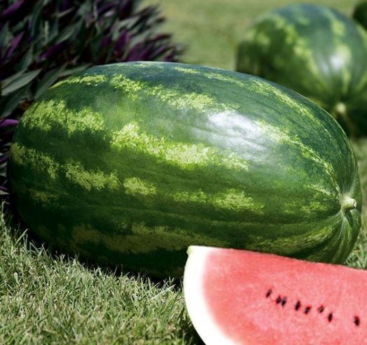 Арбуз Амфион F1, 50шт семян