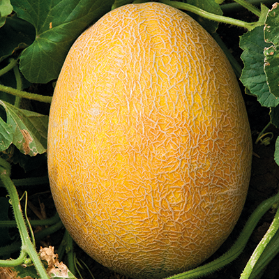 Дыня Августин F1, 10шт семян
