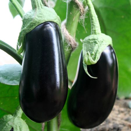 Баклажан Альмалик F1, 50шт семян