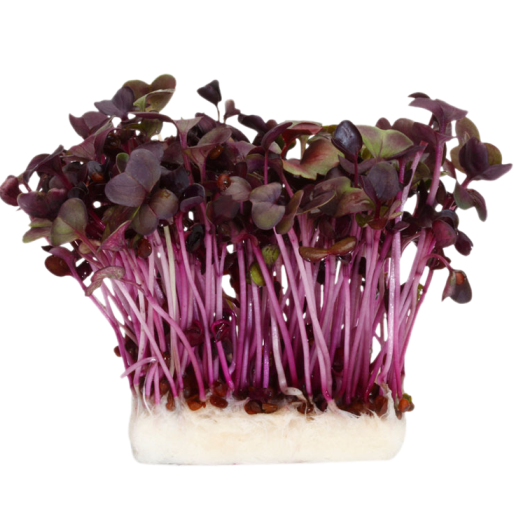 Редис Санго, 10г семян