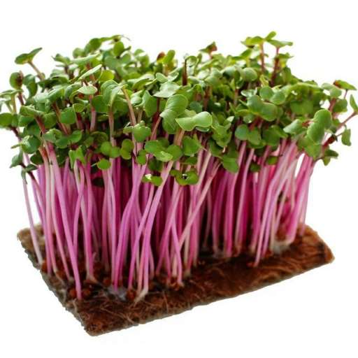 Редька Чайна Роуз, 10г семян