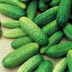 Огурец АТЛАНТИС F1, 500 семян