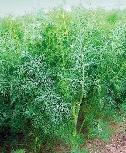 Укроп ГОЛДКРОН, 100г семян