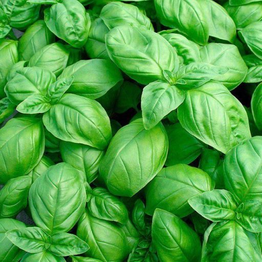 Базилик Тонус, 5г семян