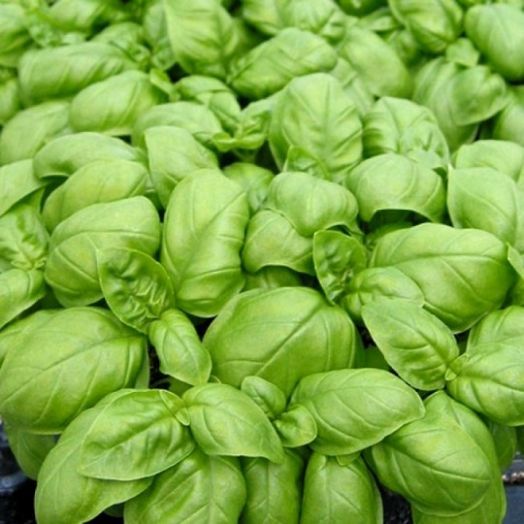 Базилик Эмили, 5г семян