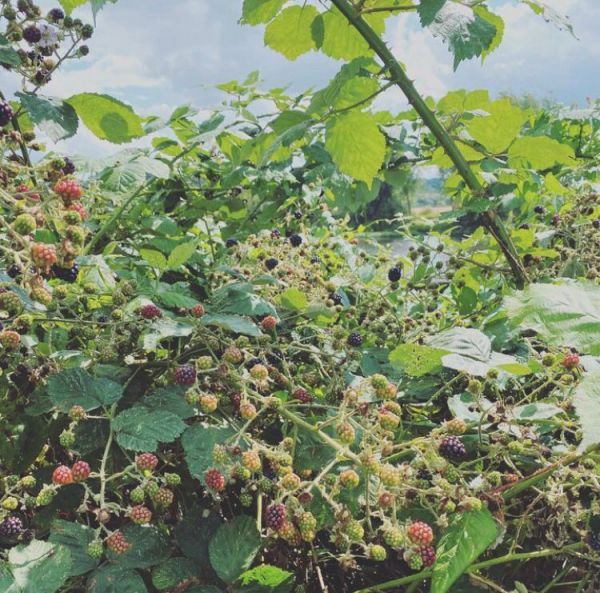 Rubus vulgaris (Ежевика)
