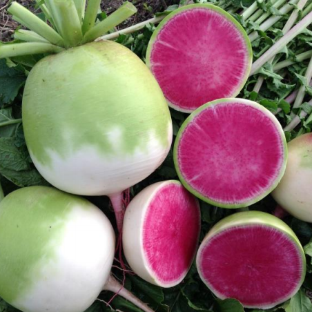 Дайкон Старберст, 100шт семян