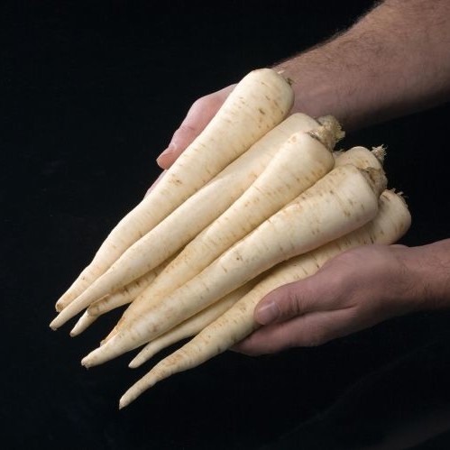 Петрушка корневая Игл, 5г семян