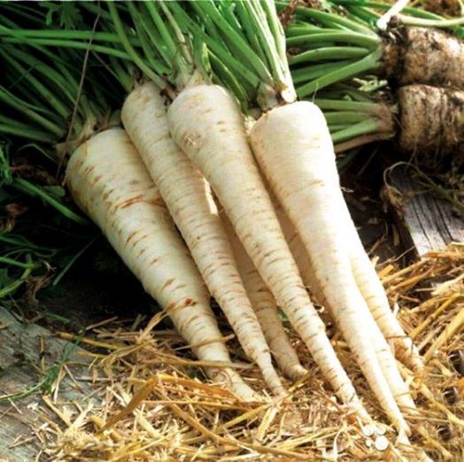 Петрушка корневая Сахарная, 10г семян