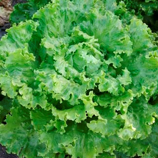 Салат Азарт, 5г семян