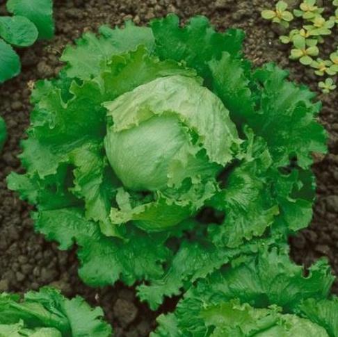 Салат Грейт Лейкс(Великие озёра), 5г семян