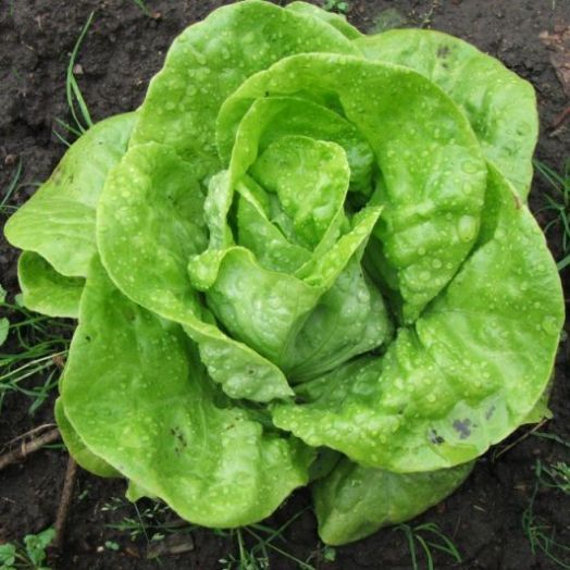 Салат Мэй Кинг, 5г семян