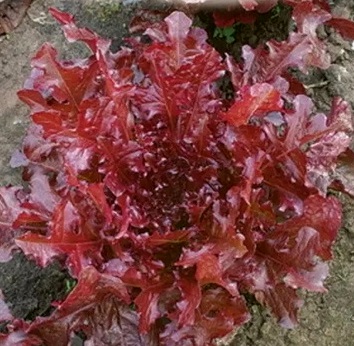 Салат Робин, 5г семян