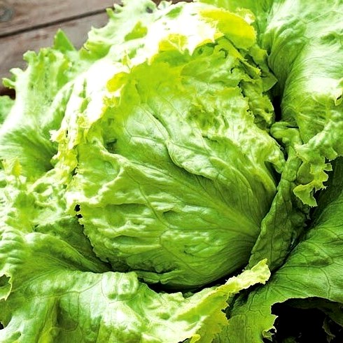 Салат Тарзан, 5г семян