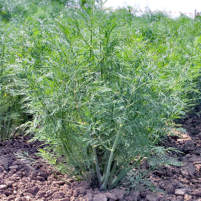 Укроп ДЕЛЬТА, 100г семян